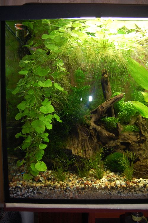 Obrazek